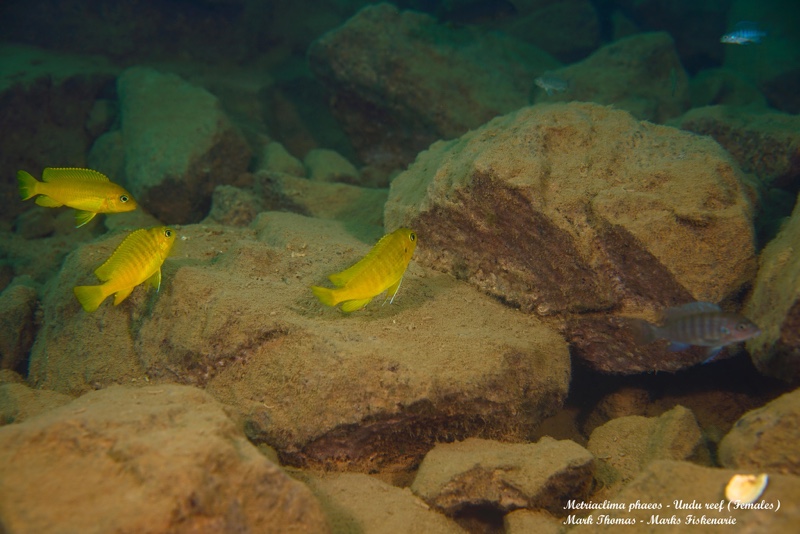 Maylandia phaeos 'Undu Reef'